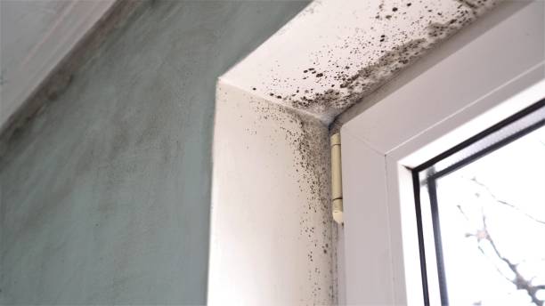 Best Preventive Mold Services in Mustang, OK