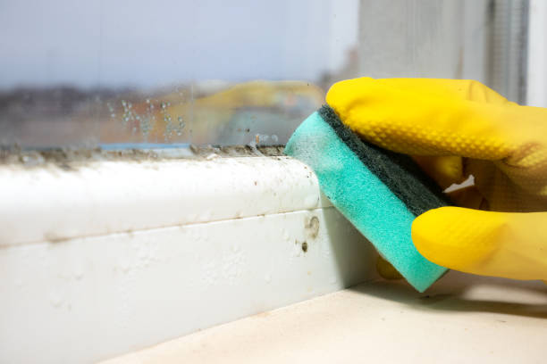 Trusted Mustang, OK Mold Remediation Experts