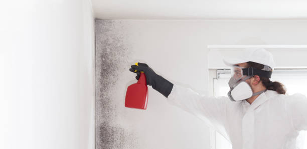 Professional Mold Remediation in Mustang, OK