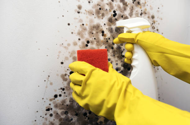 Best Residential Mold Remediation in Mustang, OK