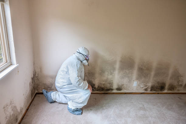 Best Post-Flood Mold Remediation in Mustang, OK