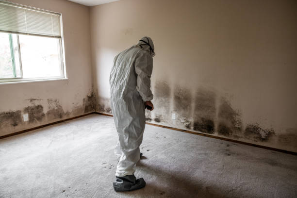 Best Crawl Space Mold Remediation in Mustang, OK