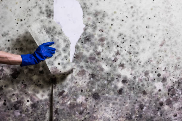 Best Emergency Mold Remediation in Mustang, OK