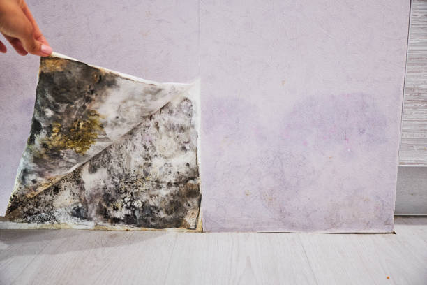 Best Commercial Mold Remediation in Mustang, OK